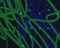 Martin Introduces P3 System Controller Software 6.2.0 with Third-Party 3D Visualizer Protocol