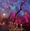 Elation's Proteus Helps Fulfill Lightswitch Design for &quot;Enchanted Forest of Light&quot; at Descanso Gardens