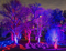 Over 700 Elation Lights for 2020 Illumination - Tree Lights at The Morton Arboretum